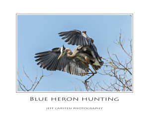 Blue Heron Hunting
